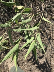 Ambrosia ambrosioides