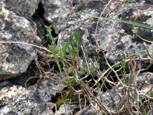 Cherleria capillacea