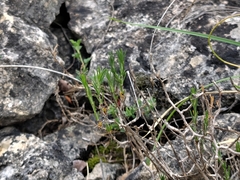 Cherleria capillacea