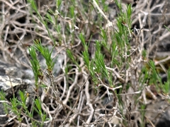 Cherleria capillacea, photograph (c) Augustin Soulard, some rights reserved (CC BY)