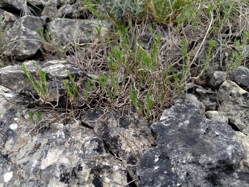 Cherleria capillacea, photograph 2