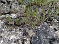 Cherleria capillacea, photograph (c) Augustin Soulard, some rights reserved (CC BY)