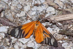 Image of Pseudomennis bipennis
