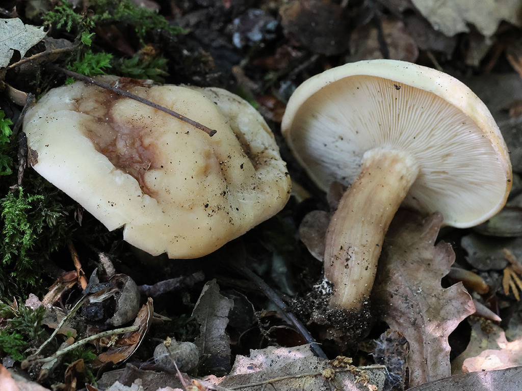 Calocybe gambosa · May 2026 · photo: © mycobel (iNaturalist, cc-by)