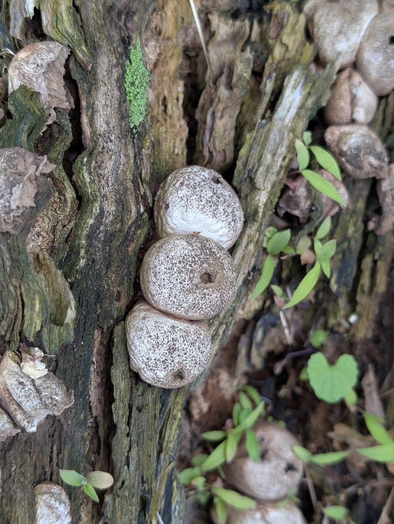 Pear-shaped Puffball · May 2026 · photo: Photo: (c) Tom and T Herman, some rights reserved (CC BY) · iNaturalist