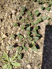 Erodium texanum, photograph (c) Y. Liu, some rights reserved (CC BY)