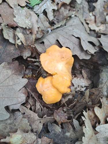 Cantharellus pallens