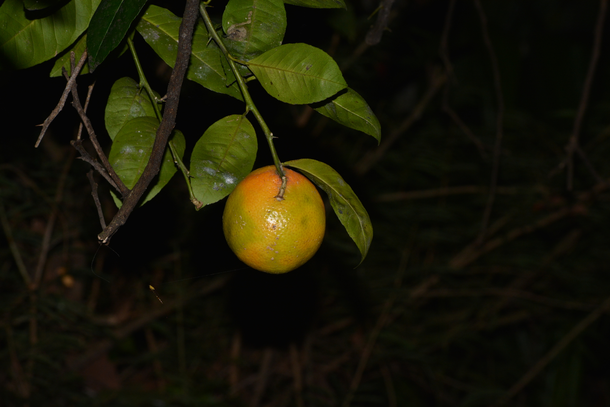 Imagem de limão-cravo