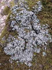 Phaeophyscia hispidula