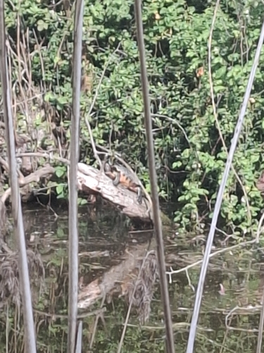 Trachemys scripta elegans