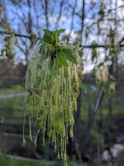 Acer negundo