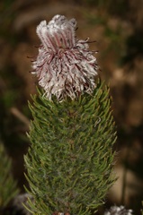 Serruria brownii