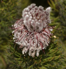 Serruria brownii