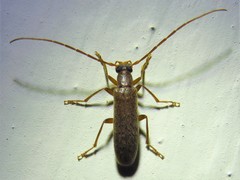 Sparedrus aspersus
