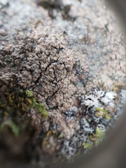 Endocarpon pallidulum