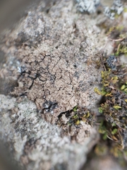 Endocarpon pallidulum