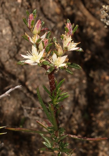 Image of Aizoon sarmentosum by (c) Brian du Preez, some rights reserved (CC BY-SA)