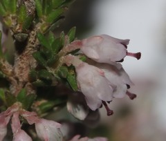 Erica paniculata