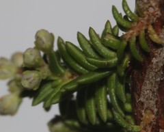 Erica paniculata