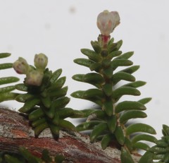 Erica paniculata