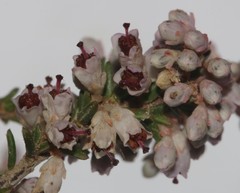 Erica paniculata