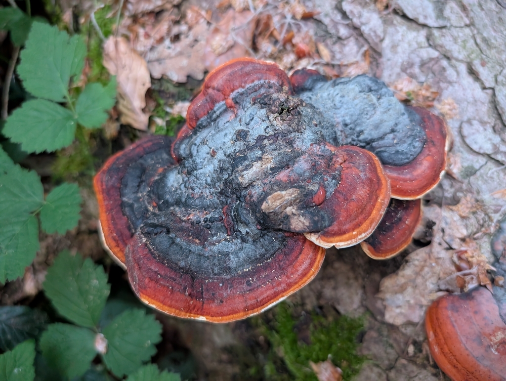 Fomitopsis pinicola · May 2026 · photo: © spint (iNaturalist, cc-by)