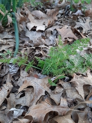 Foeniculum vulgare dulce
