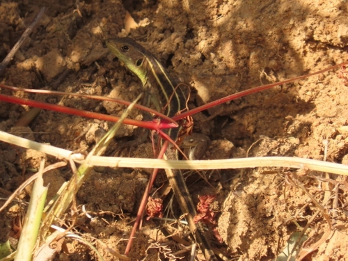 Balkan Green Lizard