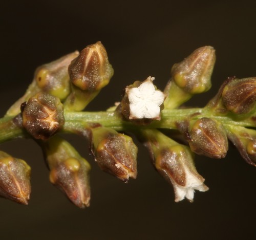 Image of Thesium funale by (c) Brian du Preez, some rights reserved (CC BY-SA)