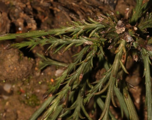 Image of Thesium funale by (c) Brian du Preez, some rights reserved (CC BY-SA)