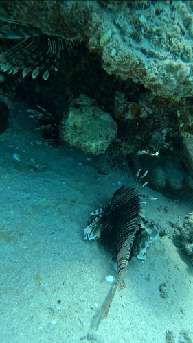 Pterois miles