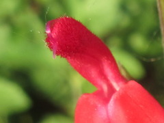 Salvia