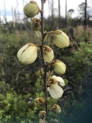 Asimina reticulata