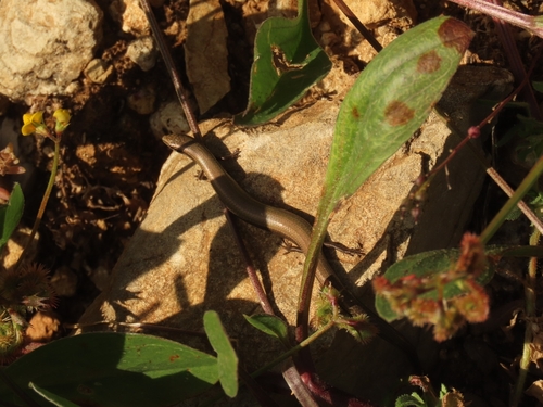 European Copper Skink