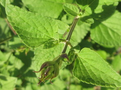 Salvia