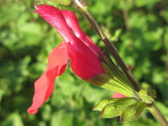 Salvia