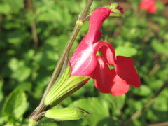 Salvia
