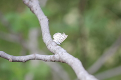 Leptotes cassius cassius