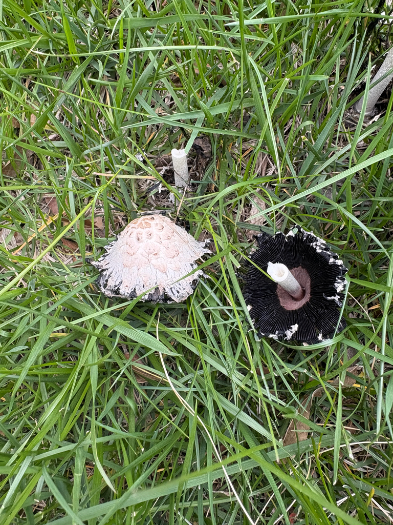 Shaggy Mane · May 2026 · photo: Photo: (c) Jess Kowalski, some rights reserved (CC BY) · iNaturalist