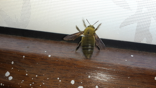 Pubescent Carpenter Bee