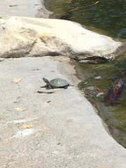 Trachemys scripta elegans