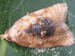 Acleris conchyloides