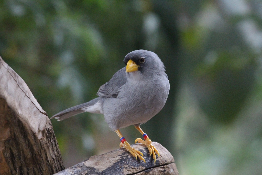 Cinereous Finch