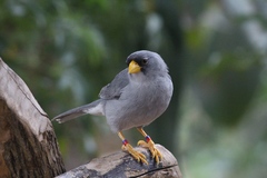 Cinereous Finch photo 1