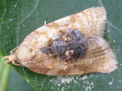 Acleris conchyloides