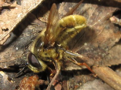 Callicera
