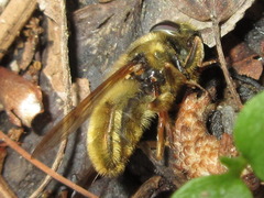 Callicera