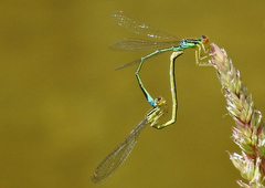 Enallagma antennatum