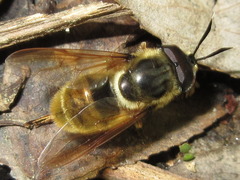 Callicera