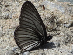 Aldania raddei